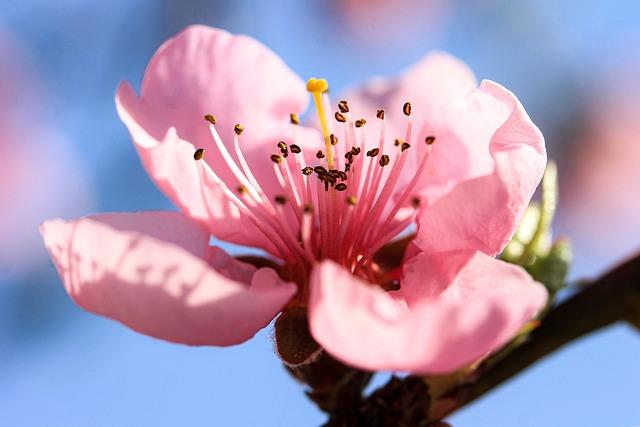 Peach Blossom Luck Feng Shui